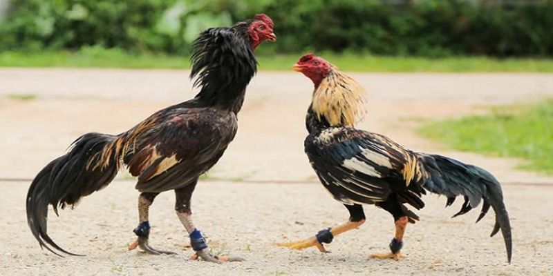 Cách Nuôi Gà Đá Chân Mạnh : Bí Quyết Từ Sư Kê Lừng Lẫy 1 Bỏ túi cách nuôi gà đá chân mạnh khâu chọn giống