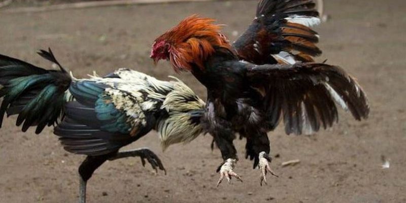 Cách Nuôi Gà Đá Chân Mạnh : Bí Quyết Từ Sư Kê Lừng Lẫy 2 Cách thức tập cho chiến kê chạy bộ hiệu quả
