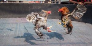 Đá gà cựa sắt mang đến trải nghiệm cá cược kịch tính