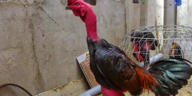 Cách Nuôi Gà Đá Chân Mạnh : Bí Quyết Từ Sư Kê Lừng Lẫy 3 Kỹ thuật phục hồi chiến kê sau khi thi đấu hay tập nặng